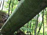 AnnikaRose - In den Wald gepisst