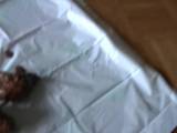 Candy34 - Leggins Bitch kackt ab