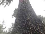 Cheap_ToyBoy - 30cm Dildo im Wald