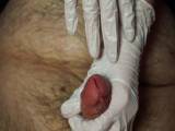 DominiquePlastique - Krasser Harnröhrenfick mit 15 Fingern