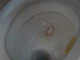 GeileBitch88 -  Tampon wechseln auf der Toilette