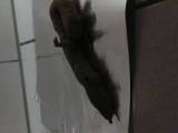 Kackschlampe - Riesenkackwurst mit Handy gefilmt