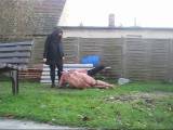 Lady_Vampira - Double Pig Ride