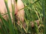 Mia_Roxxx - Sommerwiesen-Schiss