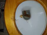 NaturMartina - meine Scheiße in der Toilette NaturMartina - meine Scheiße in der Toilette