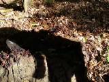 Pia-Hasi - Im Wald lässt es dich gut pinkeln