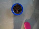 PinkPanty - Die dreckige Muschi