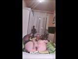 RedElectra - Facesitting, SB, Dildo von hinten