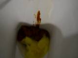 ScatGoddess - Nizza gekackt im Badezimmer mit Toilette