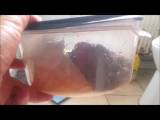 Siva-Maus95D - RIESEN KACKE HAUFEN !! Beim Chef in die Frückstücks Box! -Rache ist Süß!!!-