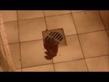 Siva-Maus95D - KACKEN-PISSEN-DUSCHEN -Geduscht & dabei KACKEN