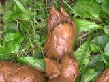 SweetBee70 - Pipi/Kaka vorm Holzstapel