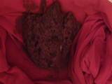 panthergodess - Rosa Nylons Poop
