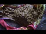 panthergodess - Farbe Messy Poop panthergodess - Farbe Messy Poop