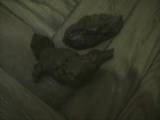 panthergodess - NastyPoopHairyHole panthergodess - NastyPoopHairyHole