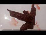 panthergodess - GiganticShitHotPoop panthergodess - GiganticShitHotPoop