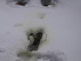 rushscat - Russian brunette pissing, hinten)