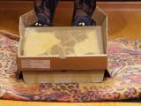 rushscat - Fat Lady pisst in einer Box