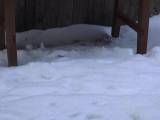 rushscat - Mädchen pissing in der Schneestrahl