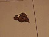 rushscat - Das Mädchen drückt Süßigkeiten in ihren Arsch, scheiße und isst sie.