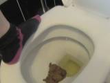 spritzigefee - Einen großen Haufen ins Klo geschissen