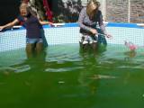 tomnata - In Jeans und Waders im Pool