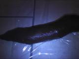 wetgina - Über 20 cm lange Kackwurst